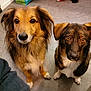 dog, canine, pet, indoor, floor, brown_fur, black_fur, white_fur, looking_up, ears, eyes, snout, sitting, animal, companion, furry, cute, domestic, two_dogs, waiting