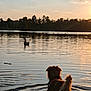 Halfa participe au concours pour gagner de l'argent avec cette photo : dog, lake, water, sunset, goose, animal, nature, silhouette, trees, reflection, wildlife, outdoor, calm, sky, sunlight, waterfowl, pet, evening, serene, wading