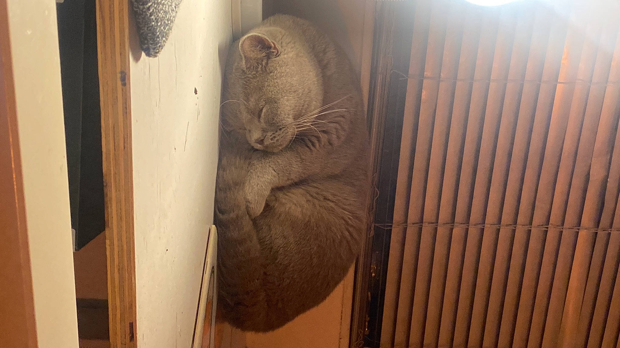 Mist joined the competition — help win amazing prizes! art, cage, carnivore, ceiling, door, fawn, felidae, flooring, fur, hardwood, home_door, metal, plywood, small_to_medium_sized_cats, snout, tail, terrestrial_animal, whiskers, wood, wood_stain