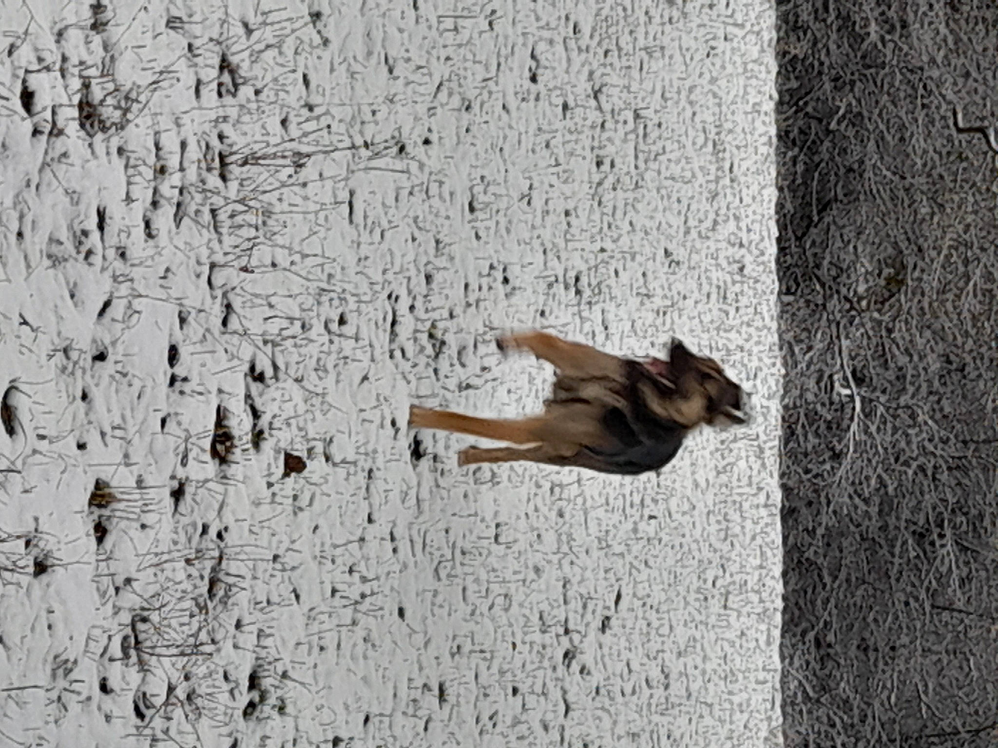 Haru participe au concours pour gagner de l'argent avec cette photo : asphalt, canidae, carnivore, dog, dog_breed, fawn, flooring, grass, grey, hardwood, landscape, road_surface, shadow, soil, sporting_group, tail, tree, trunk, wall, wood