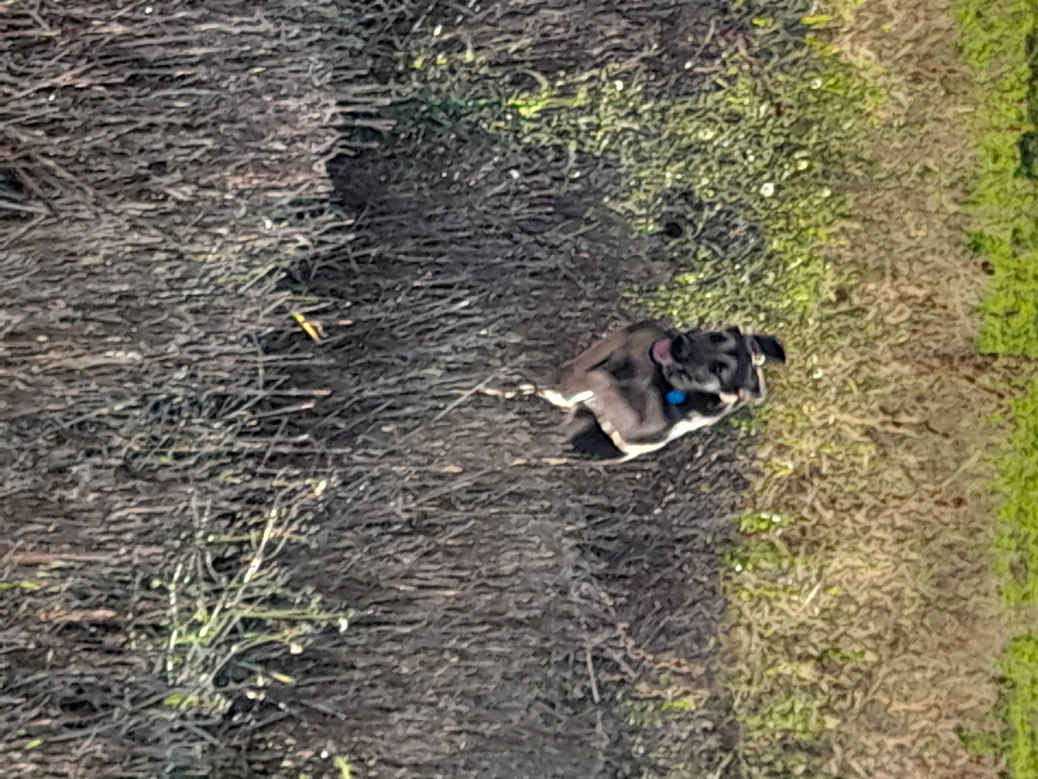 Haru a rejoint le concours — aidez-le/la à gagner de superbes lots ! canidae, carnivore, companion_dog, dog, dog_breed, forest, grass, groundcover, herding_dog, plant, shadow, shrub, soil, sporting_group, tail, terrestrial_animal, tree, wildlife, woodland, working_animal