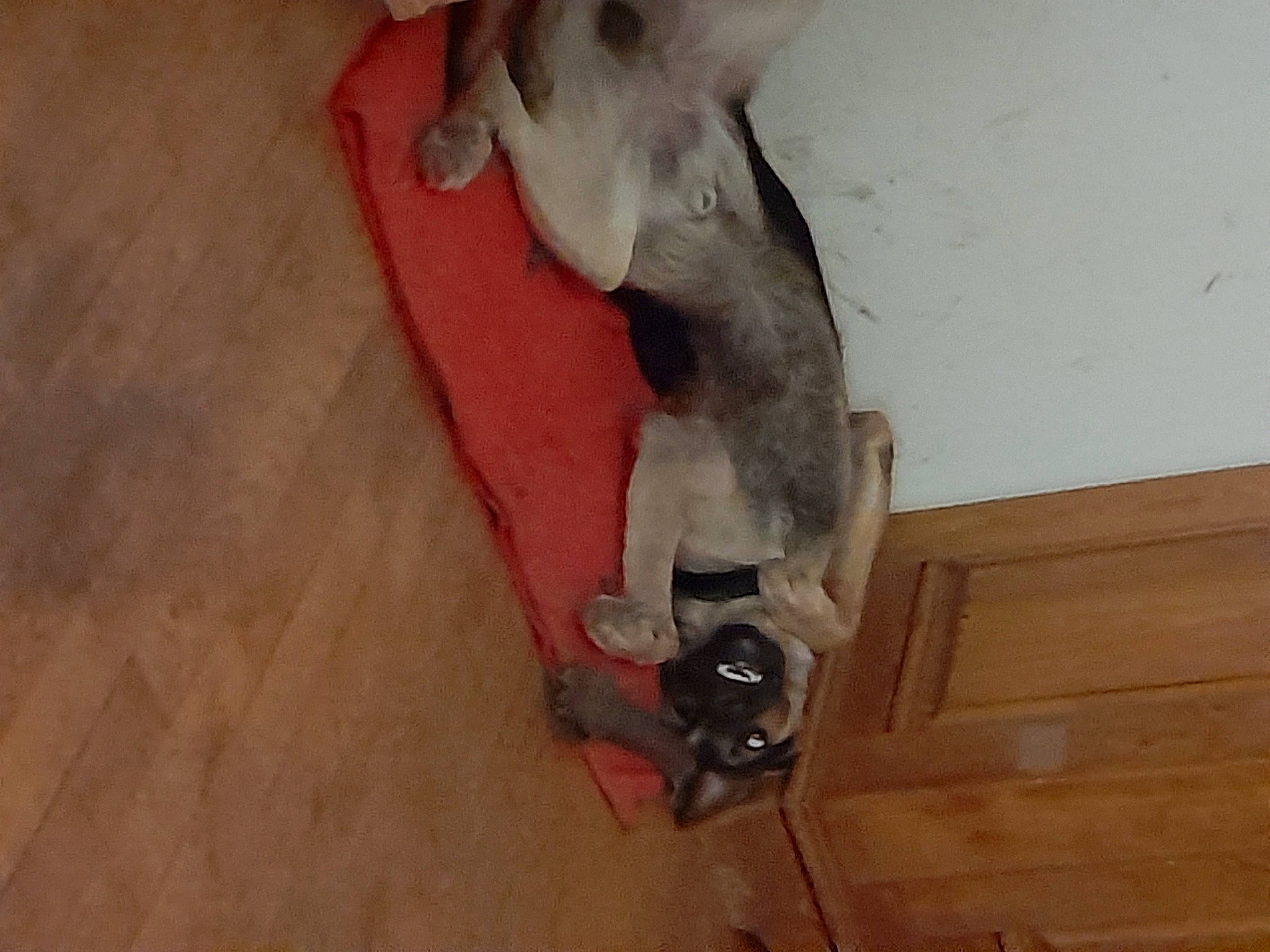 Haru a rejoint le concours — aidez-le/la à gagner de superbes lots ! canidae, carnivore, companion_dog, dog, dog_breed, fawn, flooring, fur, hardwood, non_sporting_group, snout, sporting_group, tail, wood, wood_flooring, wood_stain, working_animal