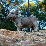 Champagne joined the competition — help win amazing prizes! dog, puppy, bulldog, canine, animal, pet, standing, outdoors, forest, trees, nature, rock, stone, collar, gray_fur, short_legs, wrinkled_face, floppy_ears, blue_sky, portrait