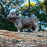 dog, puppy, bulldog, canine, animal, pet, standing, outdoors, forest, trees, nature, rock, stone, collar, gray_fur, short_legs, wrinkled_face, floppy_ears, blue_sky, portrait