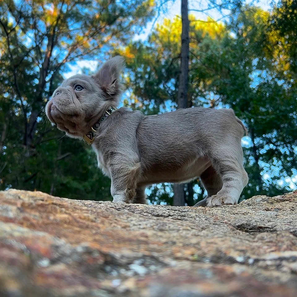Champagne joined the competition — help win amazing prizes! dog, puppy, bulldog, canine, animal, pet, standing, outdoors, forest, trees, nature, rock, stone, collar, gray_fur, short_legs, wrinkled_face, floppy_ears, blue_sky, portrait