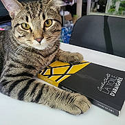 Félix a rejoint le concours — aidez-le/la à gagner de superbes lots ! cat, tabby_cat, book, table, indoor, chair, yellow_eyes, paws, close_up, curious, reading, feline, pet, domestic_animal, striped_fur, black_chair, background, literature, cozy, resting