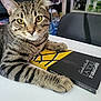 cat, tabby_cat, book, table, indoor, chair, yellow_eyes, paws, close_up, curious, reading, feline, pet, domestic_animal, striped_fur, black_chair, background, literature, cozy, resting