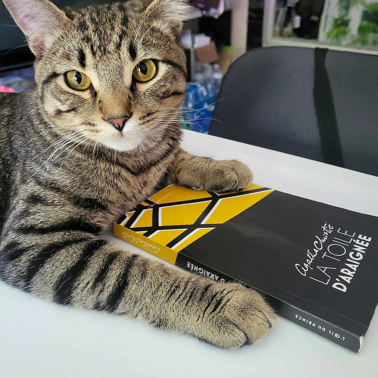 Félix a rejoint le concours — aidez-le/la à gagner de superbes lots ! background, black_chair, book, cat, chair, close_up, cozy, curious, domestic_animal, feline, indoor, literature, paws, pet, reading, resting, striped_fur, tabby_cat, table, yellow_eyes