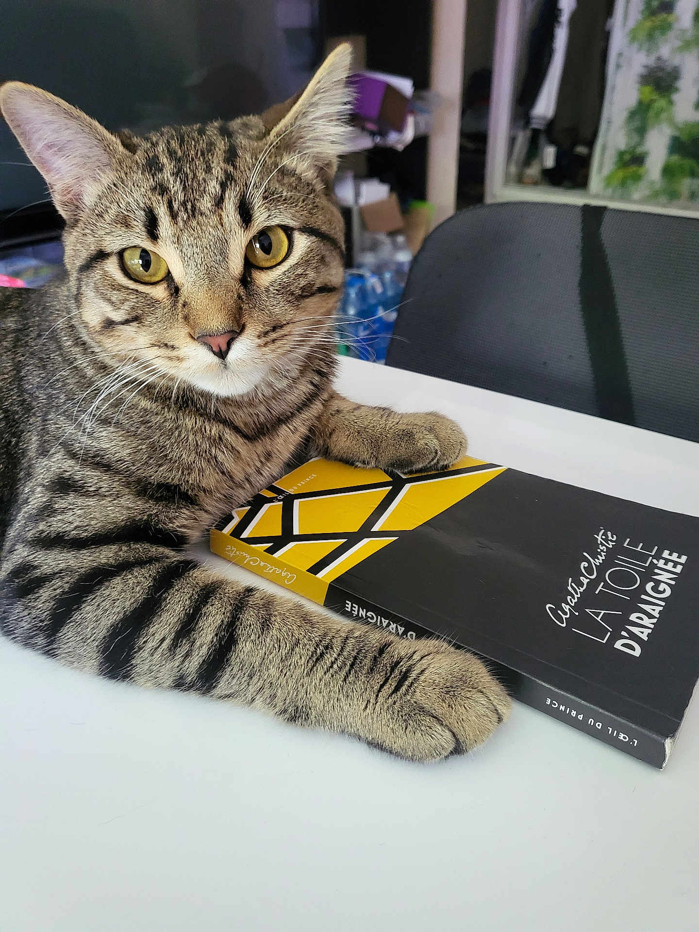 Félix a rejoint le concours — aidez-le/la à gagner de superbes lots ! cat, tabby_cat, book, table, indoor, chair, yellow_eyes, paws, close_up, curious, reading, feline, pet, domestic_animal, striped_fur, black_chair, background, literature, cozy, resting