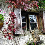 Bouchon participe au concours pour gagner de l'argent avec cette photo : animal, cat, flower_pot, flowers, green_leaves, ivy, nature, old_building, outdoor, pet, plant, red_leaves, rustic, serene, sitting, stone_wall, tabby_cat, vines, window, wooden_shutters