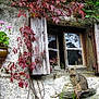 animal, cat, flower_pot, flowers, green_leaves, ivy, nature, old_building, outdoor, pet, plant, red_leaves, rustic, serene, sitting, stone_wall, tabby_cat, vines, window, wooden_shutters