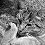 Bouchon a rejoint le concours — aidez-le/la à gagner de superbes lots ! animal, black_and_white, cat, close_up, cozy, cushion, cute, ears, feline, fur, indoor, nap, pattern, pet, relaxation, resting, sleeping, tabby, texture, whiskers
