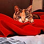 animal, bed, blanket, cat, closeup, comfortable, cozy, cute, domestic_animal, ears, eyes, feline, fur, indoor, lying_down, pet, red_blanket, relaxed, resting, whiskers