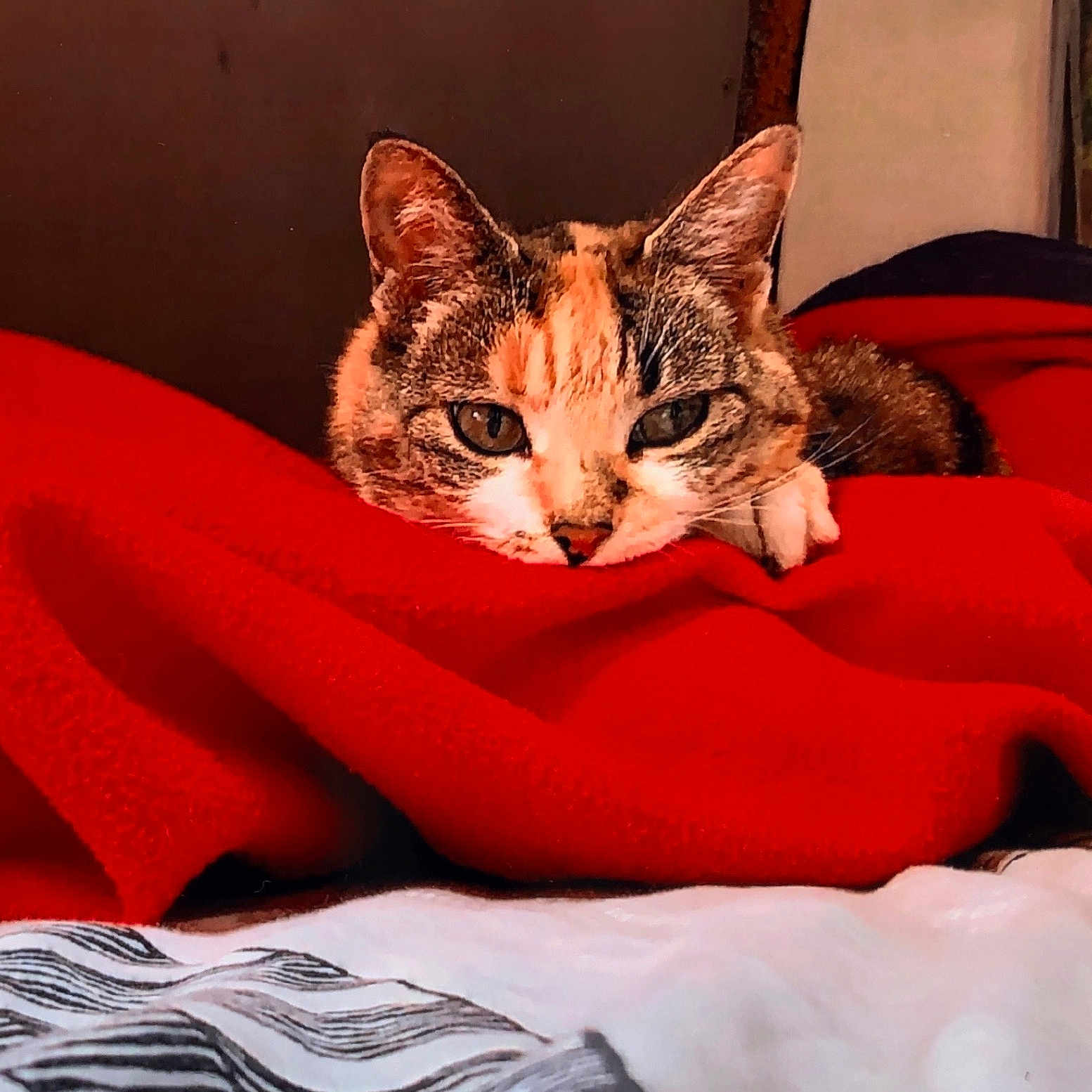 Puce a rejoint le concours — aidez-le/la à gagner de superbes lots ! animal, bed, blanket, cat, closeup, comfortable, cozy, cute, domestic_animal, ears, eyes, feline, fur, indoor, lying_down, pet, red_blanket, relaxed, resting, whiskers