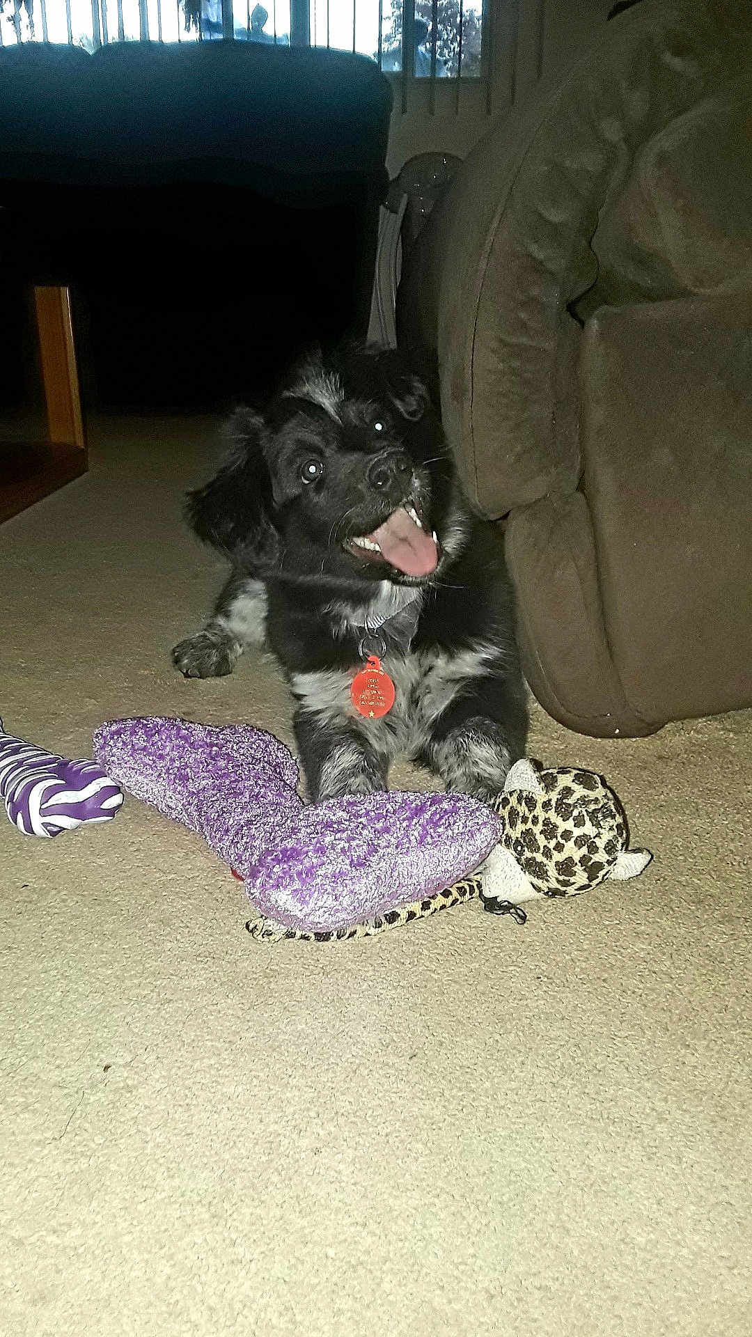 Sasha joined the competition — help win amazing prizes! puppy, dog, black_and_white, toy, plush_toy, carpet, indoor, pet, cute, playful, couch, living_room, animal, fur, collar, tag, smiling, young_dog, home, pet_toy