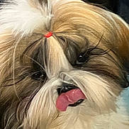 Ambre participe au concours pour gagner de l'argent avec cette photo : dog, fluffy, tongue_out, pet, cute, close_up, fur, animal, portrait, playful, white_fur, brown_fur, black_nose, topknot, eye, whiskers, adorable, indoor, face, small_dog