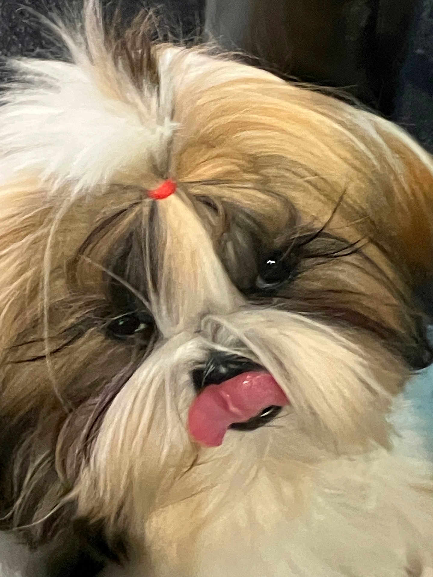 Ambre participe au concours pour gagner de l'argent avec cette photo : dog, fluffy, tongue_out, pet, cute, close_up, fur, animal, portrait, playful, white_fur, brown_fur, black_nose, topknot, eye, whiskers, adorable, indoor, face, small_dog