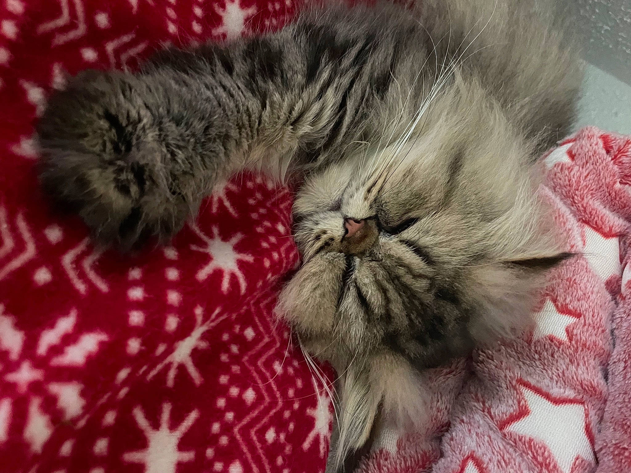 Rolex a rejoint le concours — aidez-le/la à gagner de superbes lots ! british_longhair, canidae, carnivore, cat, claw, comfort, domestic_short_haired_cat, fawn, felidae, fur, nap, pattern, paw, sleep, small_to_medium_sized_cats, tail, thread, whiskers, wool