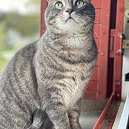 Pumba participe au concours pour gagner de l'argent avec cette photo : cat, tabby_cat, gray_cat, green_eyes, sitting, whiskers, fur, door, red_door, window, indoor, portrait, pet, animal, feline, curious, closeup, blurred_background, domestic_cat, cute