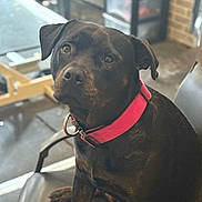 Storm is registered to the contest to win money with this photo: animal, black_dog, canine, chair, closeup, collar, companion, cute, dog, domestic_animal, friendly, fur, household_pet, indoor, looking_up, pet, pink_collar, portrait, sitting, well_groomed