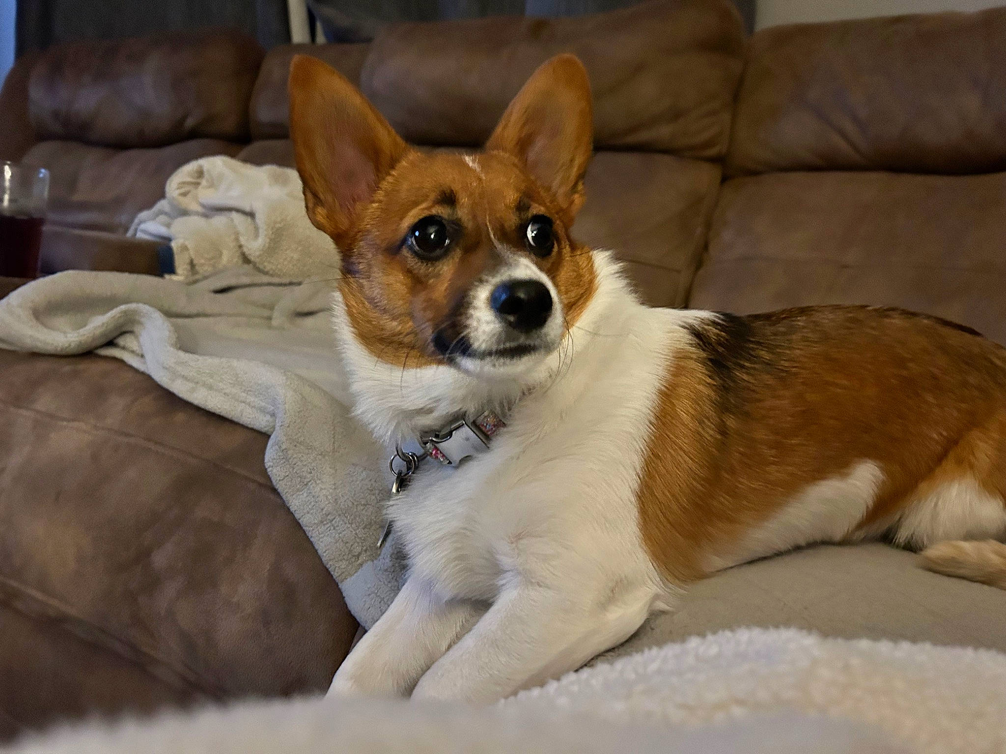 Ruby Jewell joined the competition — help win amazing prizes! canidae, carnivore, comfort, companion_dog, couch, dog, dog_breed, dog_supply, fawn, fur, puppy, sleeper_chair, snout, sporting_group, terrestrial_animal, whiskers, working_animal