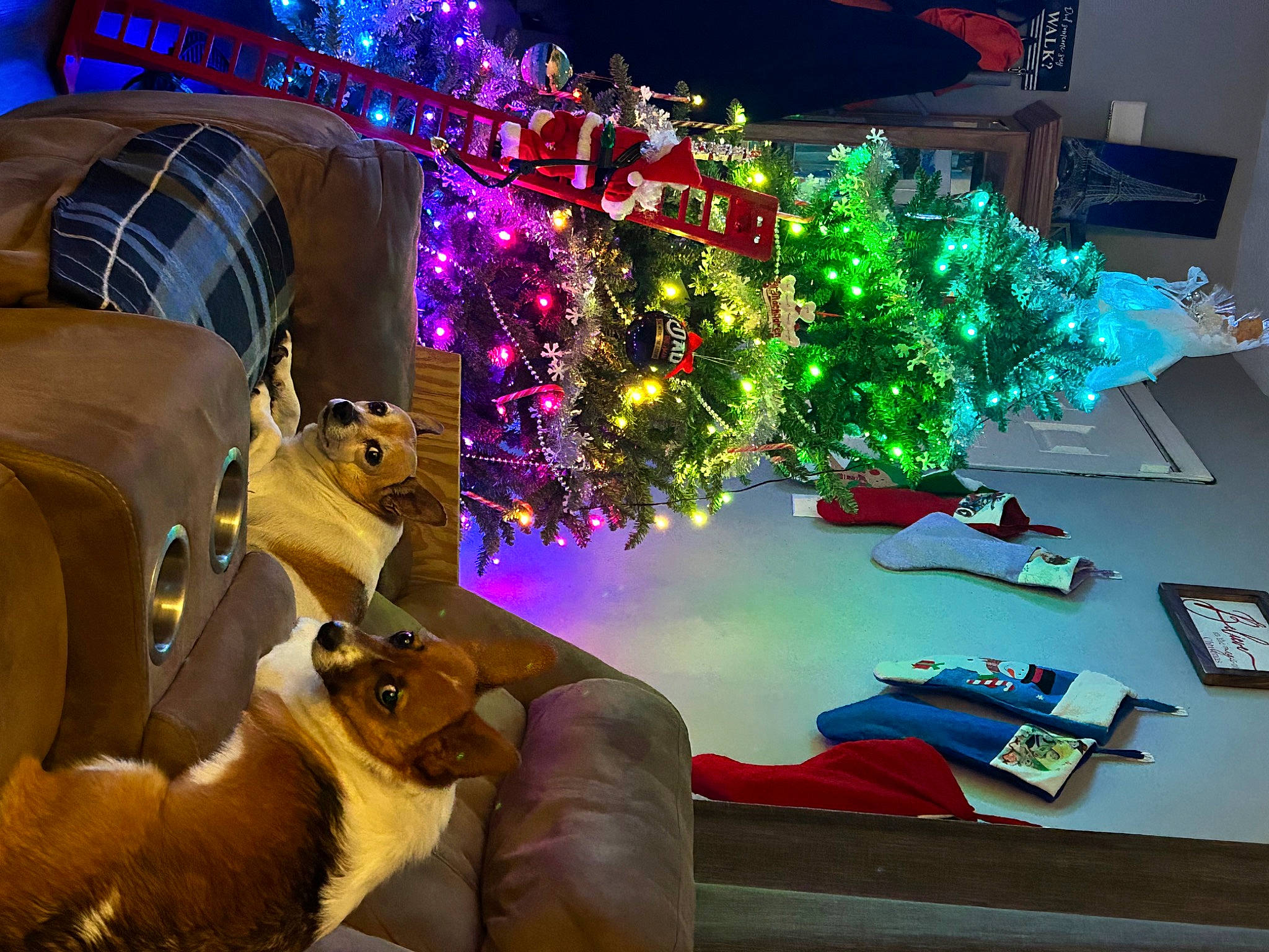 Ruby Jewell joined the competition — help win amazing prizes! christmas, christmas_decoration, christmas_eve, christmas_lights, christmas_ornament, christmas_tree, electric_blue, event, fun, holiday, holiday_ornament, ornament, plant, purple, snapshot, space, tree, winter, woody_plant, world