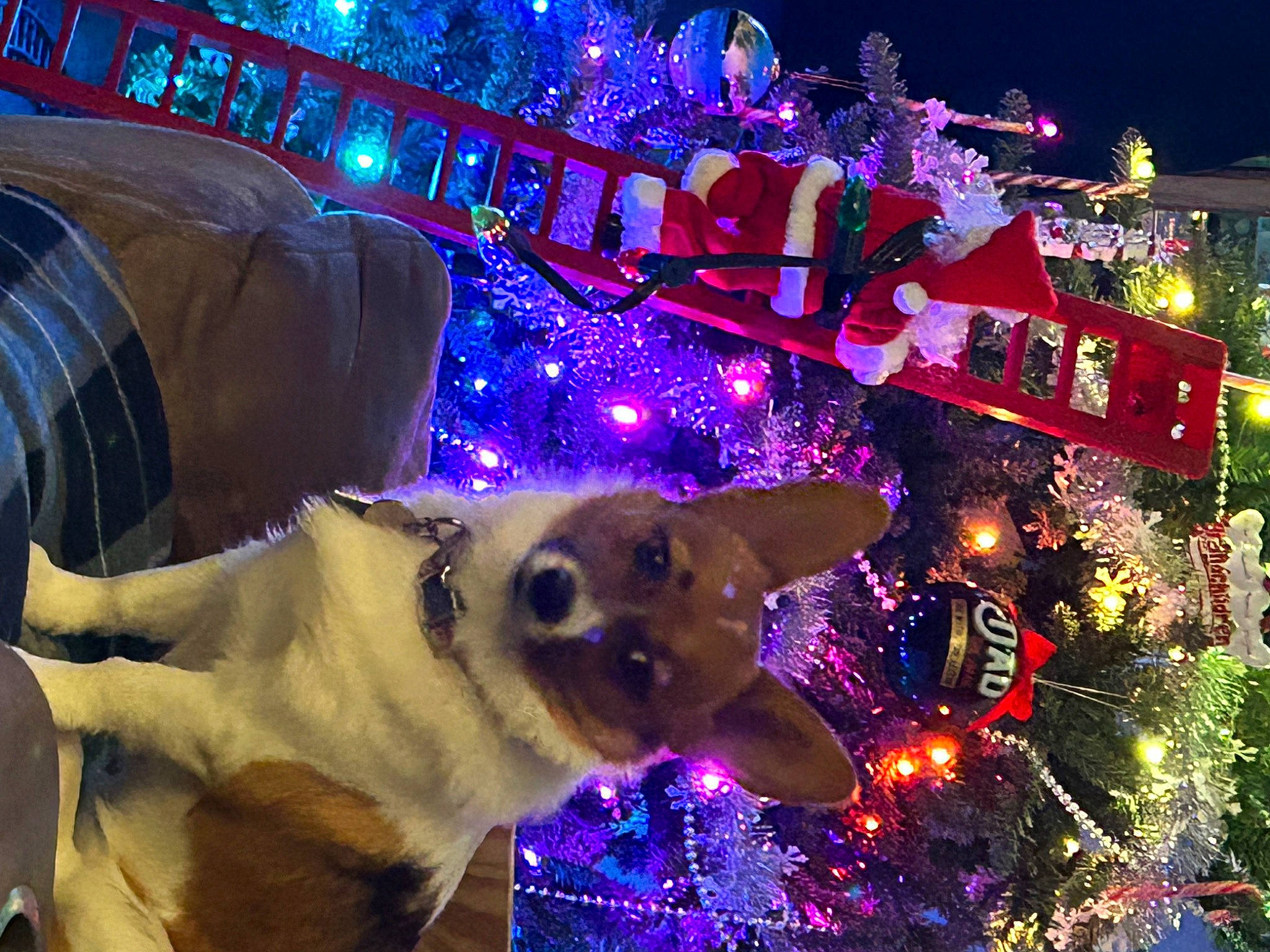 Ruby Jewell joined the competition — help win amazing prizes! carnivore, christmas, christmas_decoration, christmas_eve, christmas_ornament, christmas_tree, dog, electric_blue, event, evergreen, fawn, fun, holiday, holiday_ornament, light, midnight, ornament, plant, purple, winter