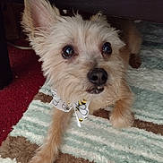 Teddy Aka Boogie Man joined the competition — help win amazing prizes! animal, black_nose, bow_tie, brown, carpet, close_up, companion, curious, cute, dog, ears, face, fur, home, indoor, paw, peeking, pet, small_dog, white