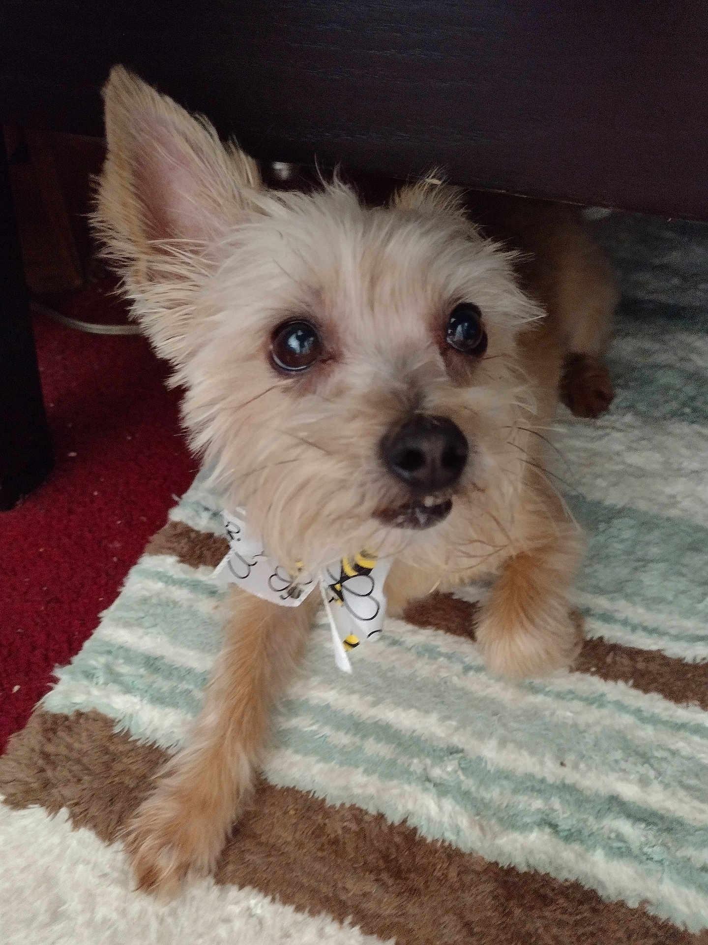 Teddy Aka Boogie Man joined the competition — help win amazing prizes! animal, black_nose, bow_tie, brown, carpet, close_up, companion, curious, cute, dog, ears, face, fur, home, indoor, paw, peeking, pet, small_dog, white