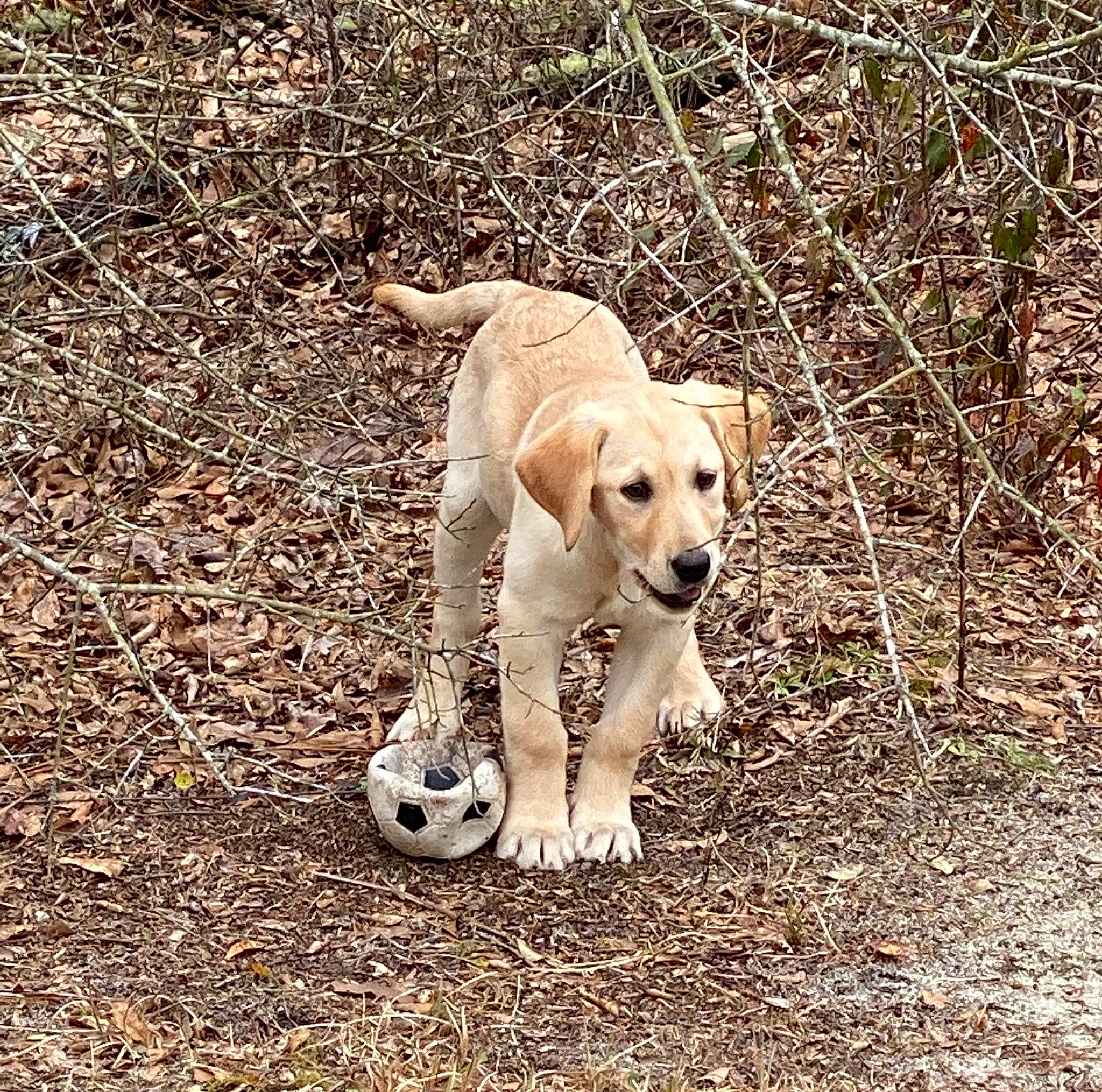 Mazikeen is registered to the contest to win money with this photo: ball, canidae, carnivore, companion_dog, dog, dog_breed, dog_supply, fawn, football, grass, gun_dog, mammal, pet_supply, retriever, soil, sporting_group, sports_equipment, sports_toy, tail, working_animal