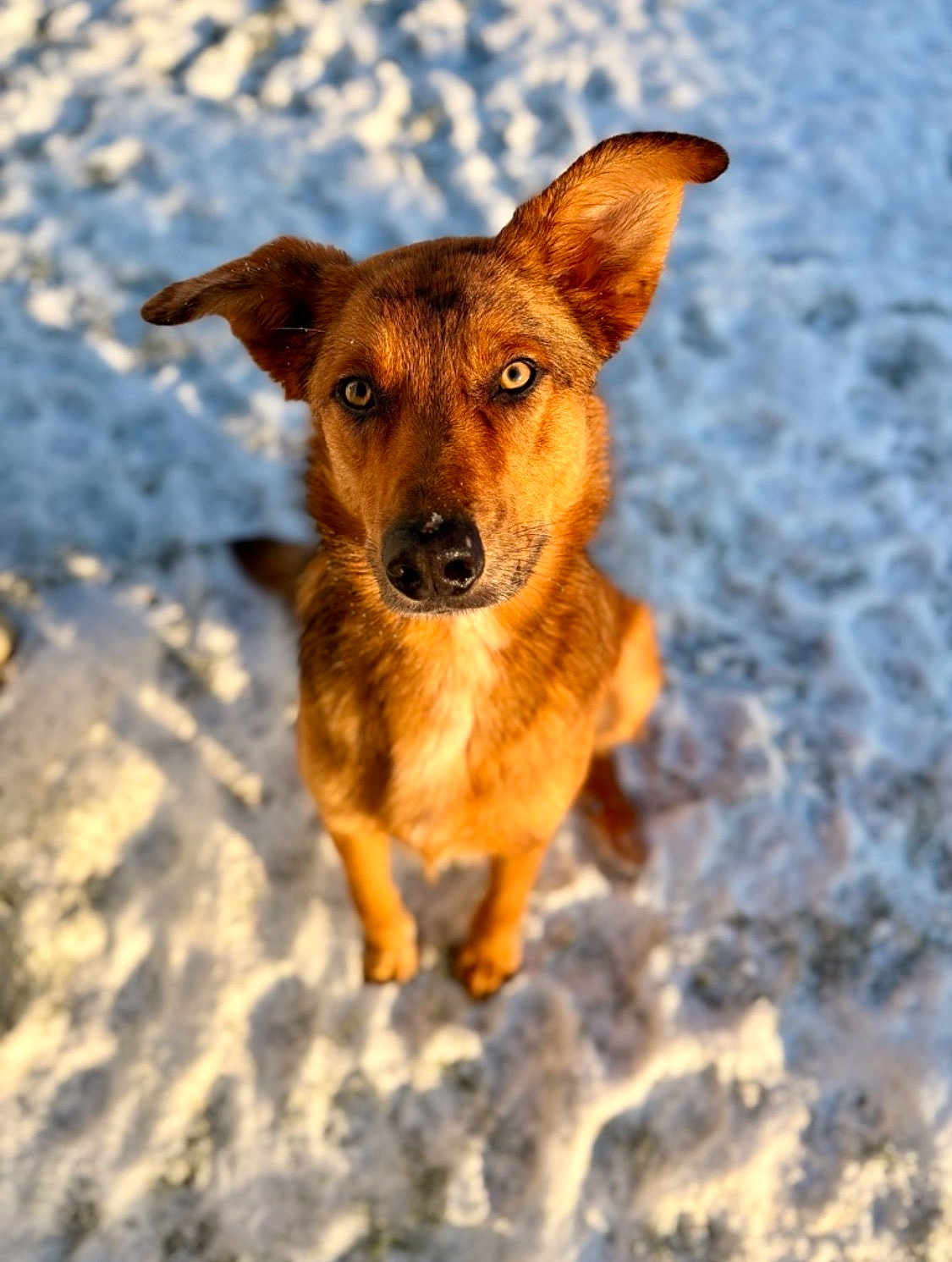 Dixon a rejoint le concours — aidez-le/la à gagner de superbes lots ! dog, brown_dog, snow, outdoor, animal, pet, canine, winter, sunlight, fur, ears, eyes, portrait, looking_up, nature, cold, frozen_ground, mammal, adorable, cute