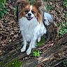 dog, papillon, animal, pet, outdoor, forest, tree_trunk, moss, leaves, nature, happy, smiling, ears, fur, small_dog, wood, greenery, wildlife, canine, cute