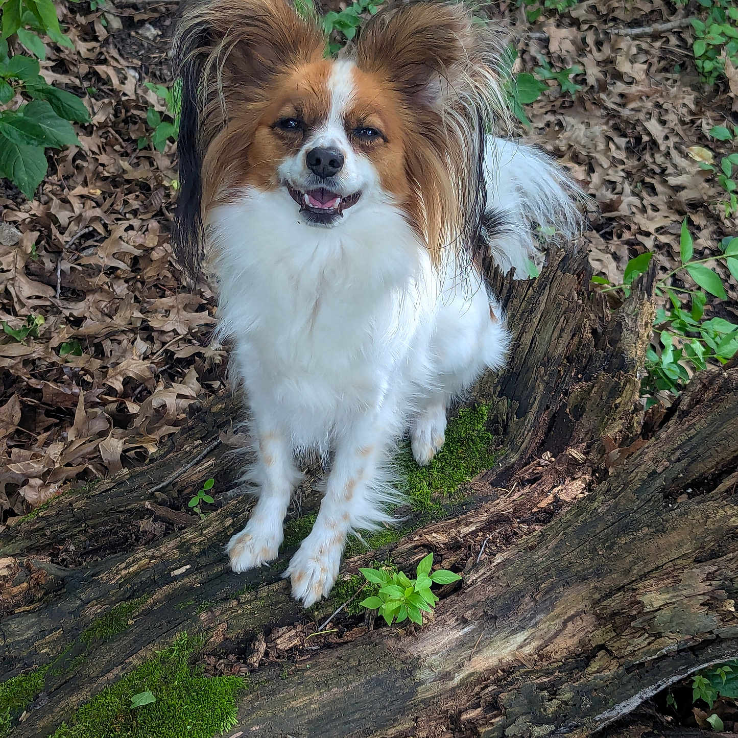 Houdini is registered to the contest to win money with this photo: dog, papillon, animal, pet, outdoor, forest, tree_trunk, moss, leaves, nature, happy, smiling, ears, fur, small_dog, wood, greenery, wildlife, canine, cute