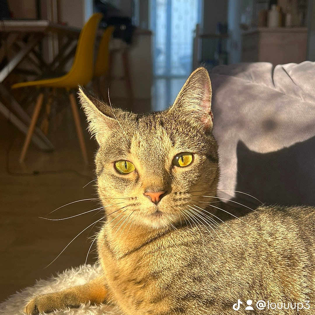 Tokyo participe au concours pour gagner de l'argent avec cette photo : abyssinian, animal, architecture, building, cat, chair, couch, diningroom, diningtable, furniture, hardwood, homedecor, indoors, kitten, livingroom, manx, pet, room, table, wood