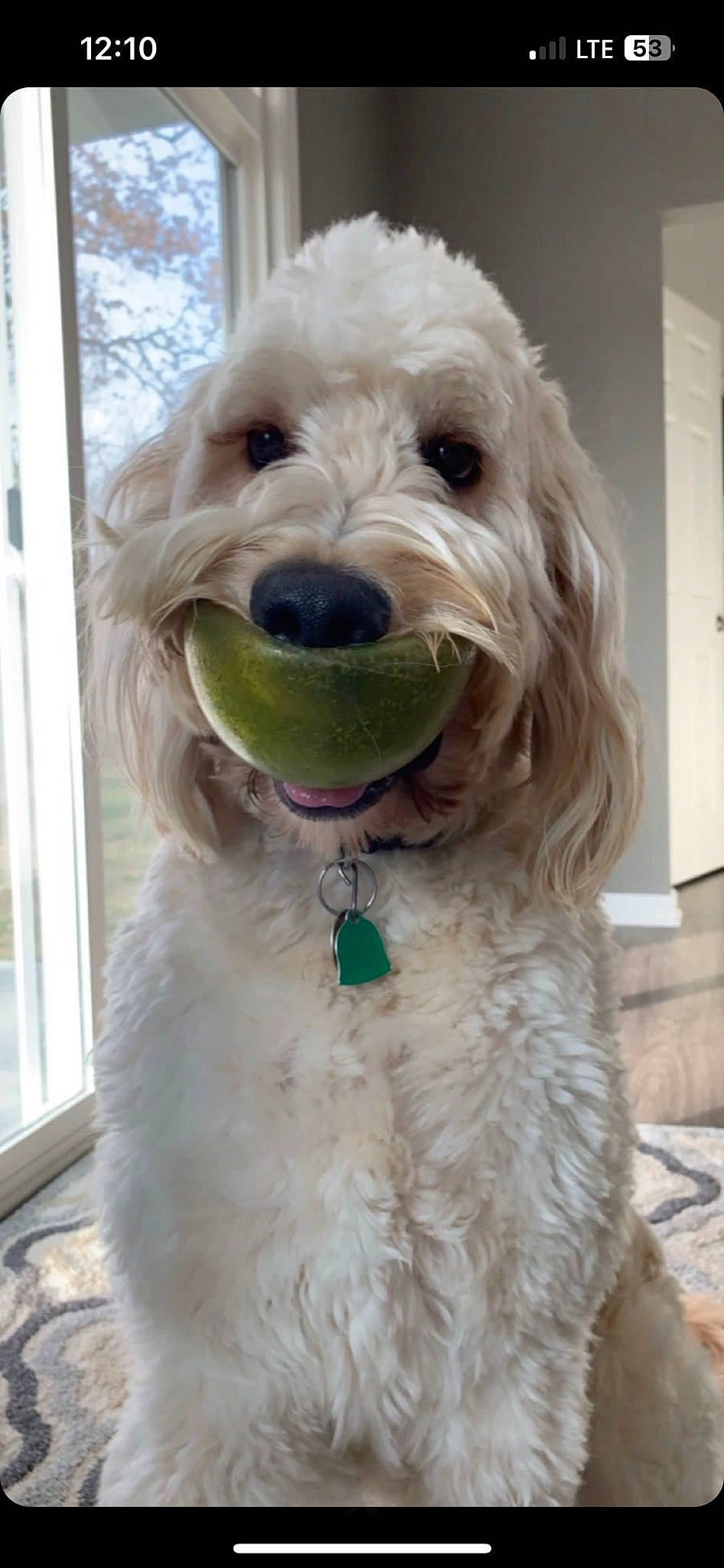 Zed is registered to the contest to win money with this photo: canidae, carnivore, collar, companion_dog, dog, dog_breed, dog_collar, dog_supply, door, fur, liver, maltepoo, pet_supply, small_terrier, snout, sporting_group, terrier, toy_dog, window, working_animal