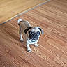 dog, puppy, pug, floor, wooden_floor, pet, animal, small_dog, looking_up, indoor, cute, curious, fur, ears, tail, standing, domestic_animal, companion, young_dog, canine