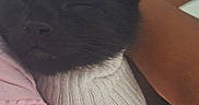 Cranberry Juice is registered to the contest to win money with this photo: cat, black_cat, sleeping, pet, animal, feline, close_up, portrait, whiskers, ears, closed_eyes, cozy, sweater, knitwear, pink_clothing, couch, indoor, relaxed, cute, snuggled