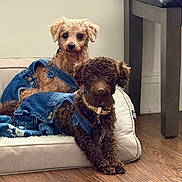 Harley Halo joined the competition — help win amazing prizes! dog, puppy, denim_overalls, pet_bed, indoor, wooden_floor, stool, curly_fur, brown_dog, tan_dog, cute, cozy, domestic, two_dogs, pets, resting, collar, furniture, home, animal