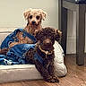 animal, brown_dog, collar, cozy, curly_fur, cute, denim_overalls, dog, domestic, furniture, home, indoor, pet_bed, pets, puppy, resting, stool, tan_dog, two_dogs, wooden_floor