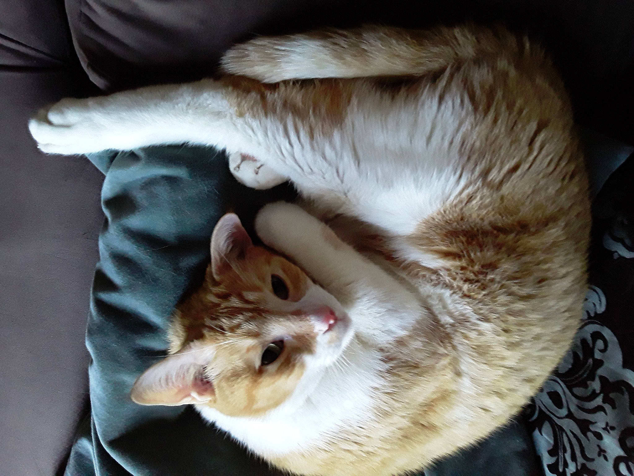 Darwin is registered to the contest to win money with this photo: aegean_cat, american_wirehair, asian, carnivore, cat, chausie, domestic_short_haired_cat, ear, european_shorthair, fawn, felidae, fur, german_rex, mammal, nap, singapura, small_to_medium_sized_cats, snout, tabby_cat, whiskers