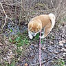 animal, brown_fur, curled_tail, dog, exploring, forest, grass, leaf_litter, leash, mud, muddy_ground, nature, outdoor, pet, puppy, shrubbery, twigs, walking, white_paws, young_dog