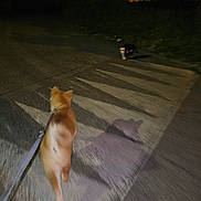 Akane a rejoint le concours — aidez-le/la à gagner de superbes lots ! animal, blur, canine, cat, dark, dog, evening, feline, leash, night, outdoor, pavement, pet, quiet, road, shadow, sidewalk, street, urban, walking