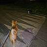 animal, blur, canine, cat, dark, dog, evening, feline, leash, night, outdoor, pavement, pet, quiet, road, shadow, sidewalk, street, urban, walking