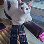black_spots, cat, closeup, curious, domestic_animal, electronics, furniture, glass_table, home, houseplant, indoor, living_room, pet, relaxed, remote_controls, sitting, tabletop, television, wallet, white_cat
