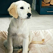 Aby participe au concours pour gagner de l'argent avec cette photo : animal, blanket, canine, companion, cozy, cute, dog, domestic_animal, floor, fur, household, indoor, pet, playful, puppy, rubber_chicken, sitting, toy, white_dog, young_dog