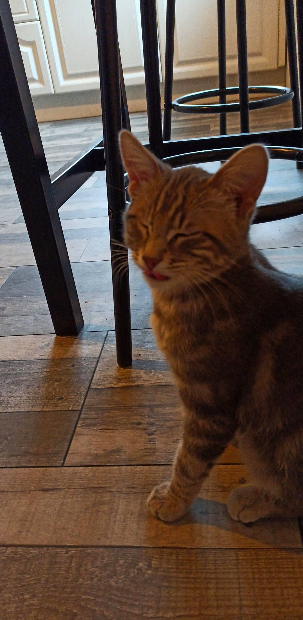 Ritchie participe au concours pour gagner de l'argent avec cette photo : american_shorthair, asian, carnivore, cat, domestic_short_haired_cat, european_shorthair, felidae, floor, flooring, fur, hardwood, kitten, mammal, small_to_medium_sized_cats, snapshot, tabby_cat, tail, vertebrate, whiskers, wood