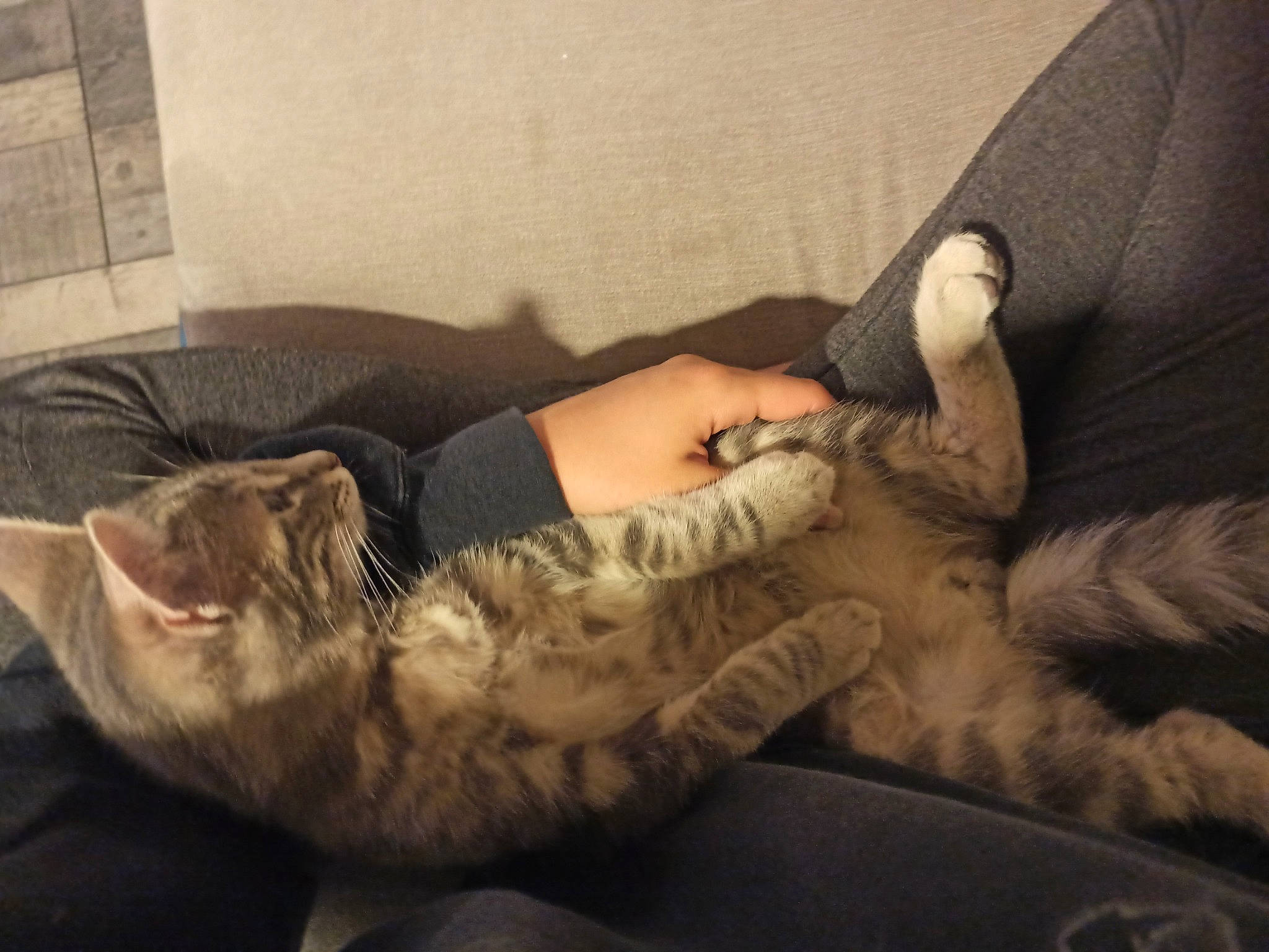 Ritchie a rejoint le concours — aidez-le/la à gagner de superbes lots ! bed, carnivore, cat, comfort, couch, felidae, fur, furniture, human_leg, kitten, leg, nap, shoe, sleep, small_to_medium_sized_cats