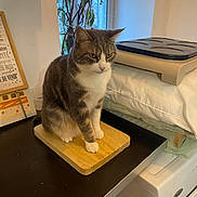 Smoky participe au concours pour gagner de l'argent avec cette photo : animal, cat, countertop, cutting_board, domestic, feline, fur, gray, household, indoor, kitchen, looking_down, pet, plant, sitting, still_life, table, whiskers, white, window