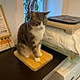 animal, cat, countertop, cutting_board, domestic, feline, fur, gray, household, indoor, kitchen, looking_down, pet, plant, sitting, still_life, table, whiskers, white, window