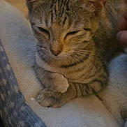 Sophie joined the competition — help win amazing prizes! cat, kitten, tabby, pet, animal, sleepy, sitting, blanket, bed, cozy, indoors, portrait, whiskers, ears, paws, striped_fur, brown_fur, relaxed, home, photography
